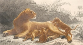 Lionne Cubs Art Vintage