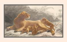 Lioness Cubs Vintage Art