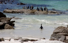 Pinguim solitário nadando