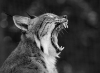 Lynx, Bobcat Portrait