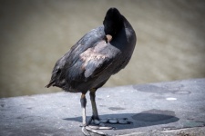 Łyska, czarny ptak