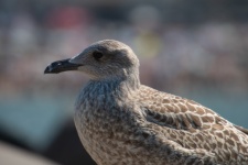 Seagull, Brown Gull, Close-up