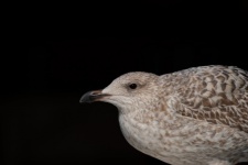 Young Brown Gull