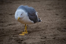 Yellow-legged Gull, Seabird