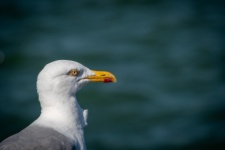 Seagull, Head, Herring Gull