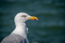 Seagull, Head, Herring Gull