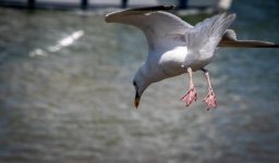 Seagull, Flying Gull, Seabird