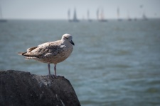 Seagull, Bird, Seabird