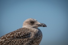 Seabird, Close-up Seagull