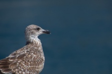 Seabird, Young Gull