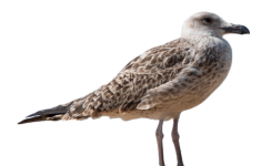 Seagull, Seabird, Png
