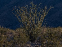 Ocotillo Cactus in Desert