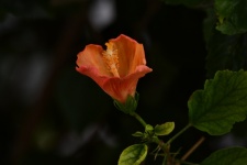 Orange Hibiscus Isolated Flower