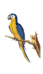 Papagei blauer Ara Clipart