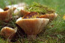 Folhas de outono de cogumelos natureza d