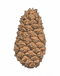 Pine Cone Clipart Illustration