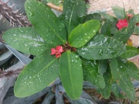 Rain Soaked Flower