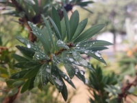 Plante trempée de pluie