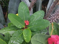 Fleur rouge sous la pluie