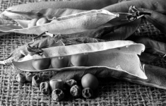 Ripening Peas In Faded Pods In B&w