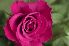 Rose Rosenblüte Blüte pink