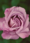 Rose rose flower blossom pink