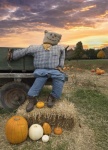 Scarecrow during Halloween