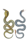 Cobra cascavel cobra