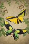 Винтажное искусство бабочек