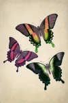 Arte vintage de borboletas