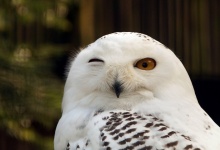 Schnee Eule weiß Hedwig