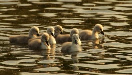 Swan Chick Duckling Birds
