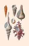 Arte vintage de conchas marinas Póster