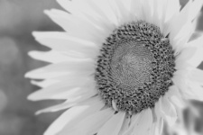 Fotografie květ slunečnice