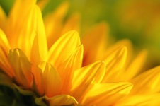 Sunflower flower blossom macro