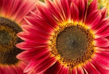 Floarea soarelui Floarea de toamnă
