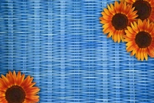 Sunflower basket background