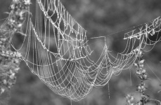 Spider Web Web Drops Macro