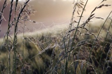 Spinnennetz Tautropfen Feld Natur