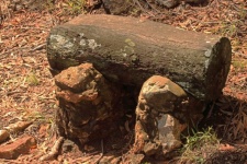 Tree Stump Serving As A Bench