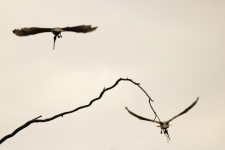 Two Sacred Ibis Birds Flying Away