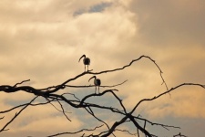Due ibis sacri appollaiati sui rami