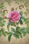 Arte de ilustración floral vintage