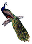 Vintage clipart bird peacock
