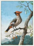 Ilustração de arte vintage de pássaros