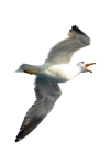 Клипарт Птица водоплавающая чайка