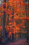Lesní stromy podzimní krajina