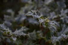 Gelo invernale sulle foglie di agrifogli