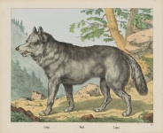 Wolf Vintage konst affisch