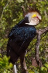 Wreathed Hornbill